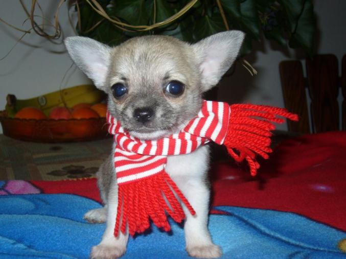 A donner chiot chihuahua âgé de 3 mois
