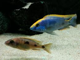 Otopharinx lithobathe