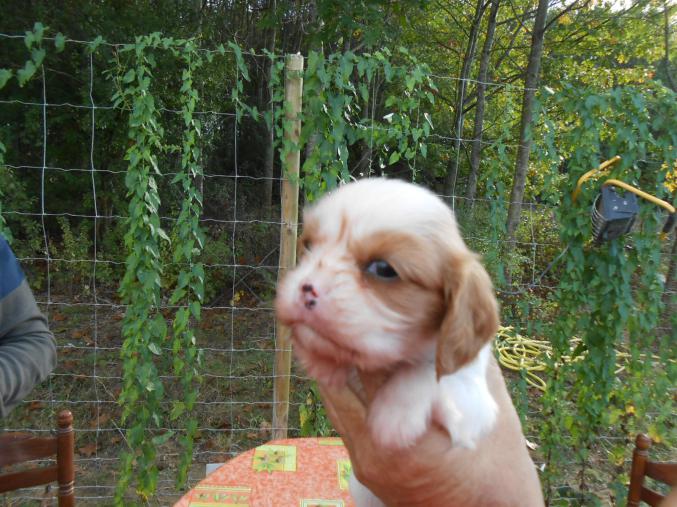Chiot Cavalier King Charles LOF