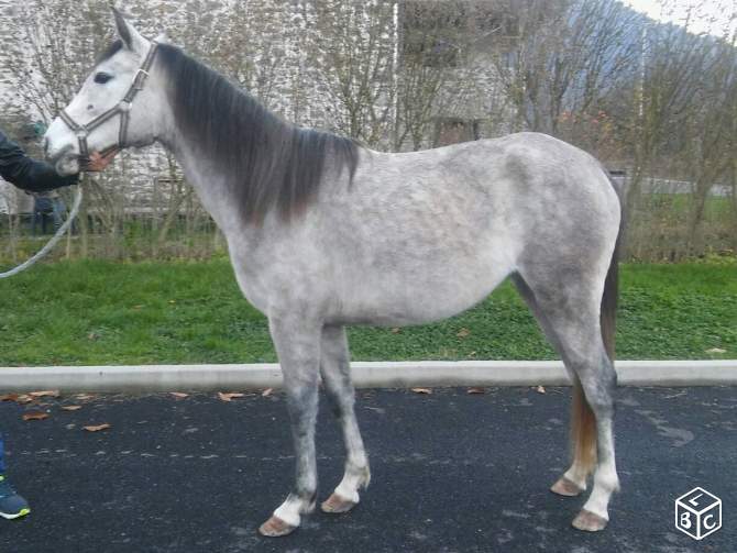 Jeune jument débourré ONC