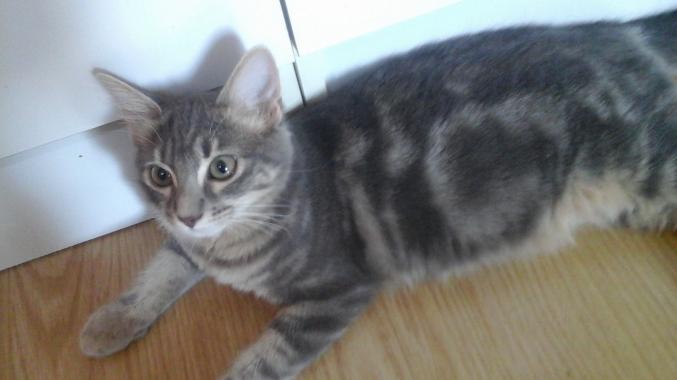 Donne deux chat femelle de 5 mois.