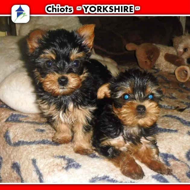 SPLENDIDE Chiots YORKSHIRE