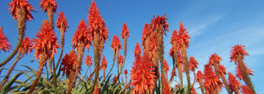 Recherche commercial produits aloe vera