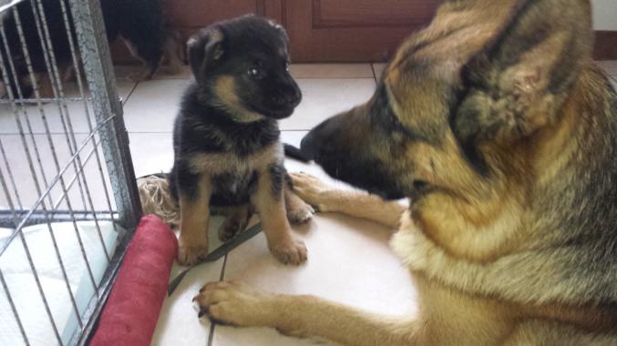 Vends chiots berger allemand