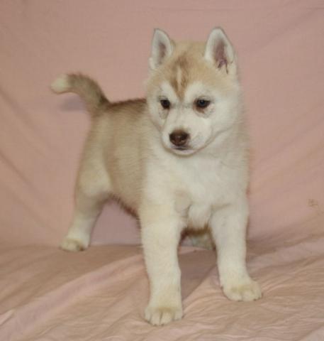 Bebe chiot husky siberien femelle Disponible