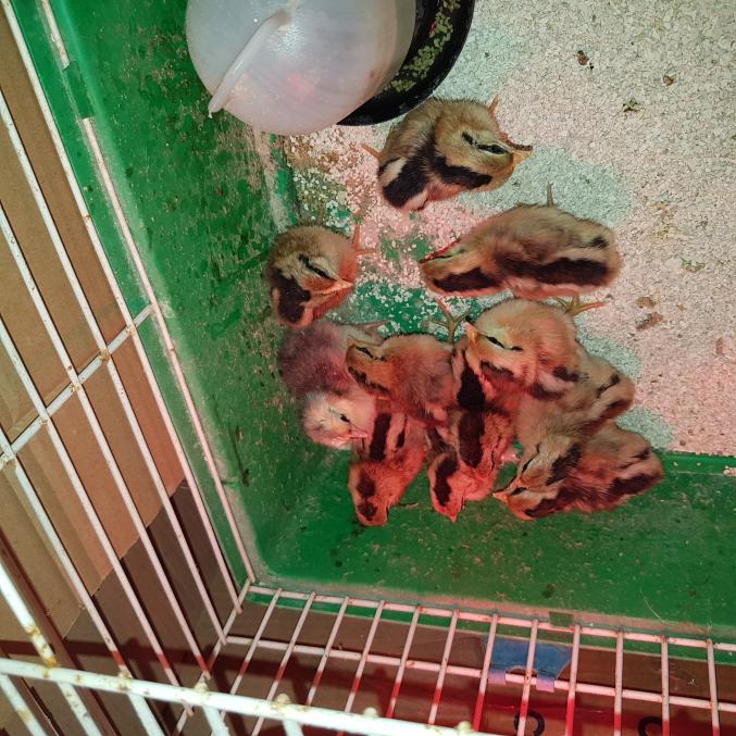 Poussins Divers Races