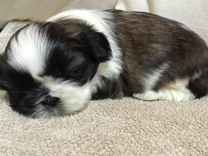 5 magnifiques bébés Shih tzu