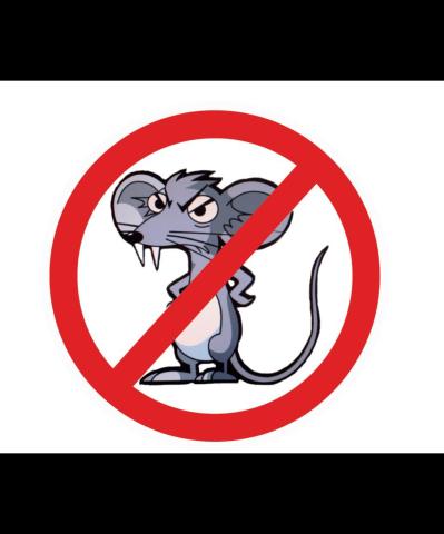 Dératisation-Punaise