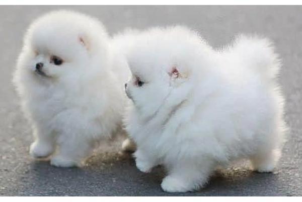 Magnifique Chiots Spitz /POMERANIEN