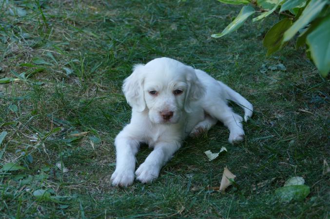Chiots setters anglais