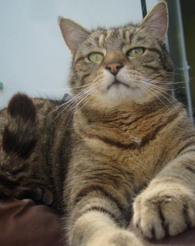 Garde, visite animaux