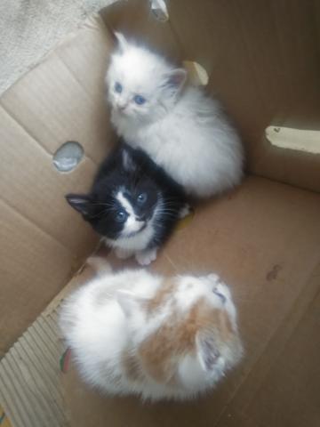 Donne chatons de environ 2 mois