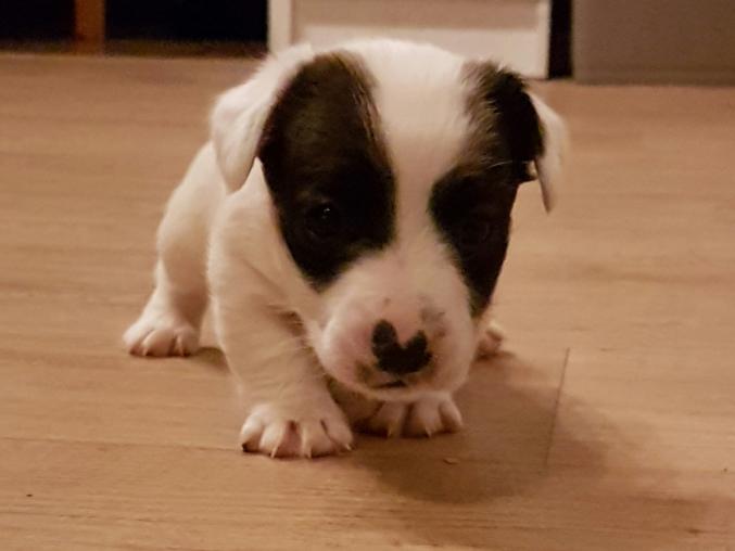 Chiots Jack Russel