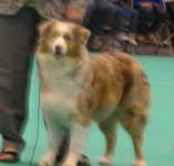 Superbe chiots berger australienLOF