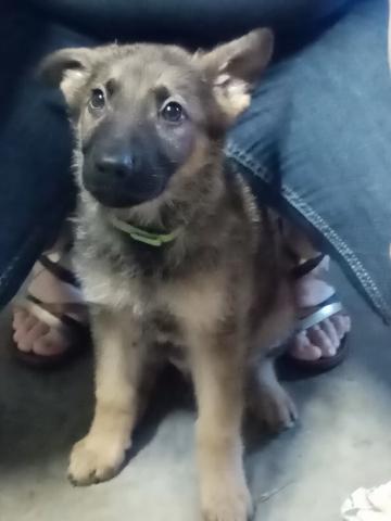 Chiots Berger Allemand Gris