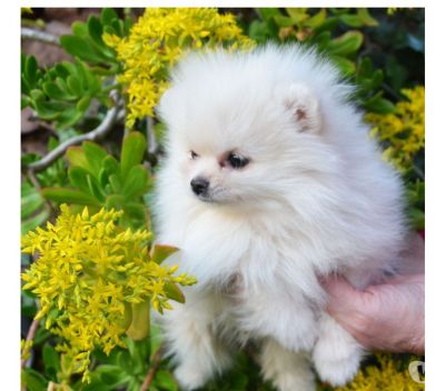 Adorable chiot spitz allemand femelle