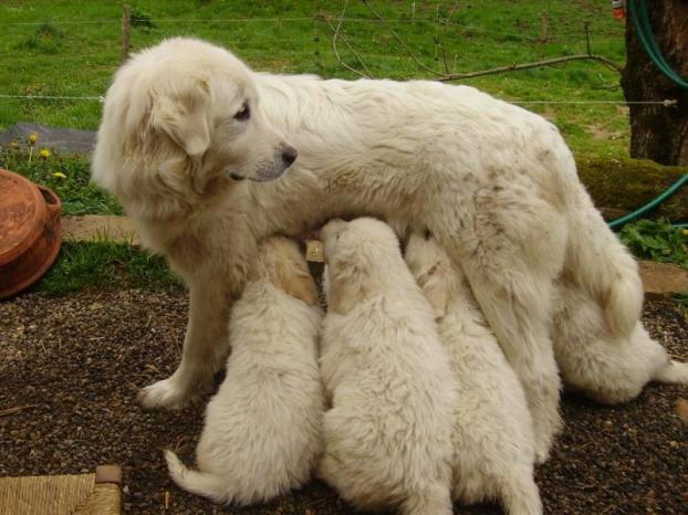 Chiots Montagne Des Pyrenees Non Lof