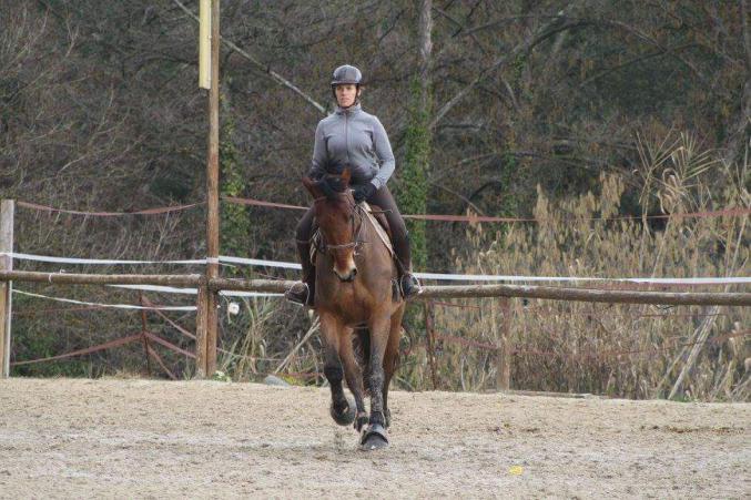 Adoption Magnifique Cheval de 7 ans 