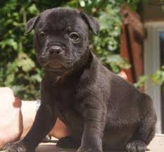 Chiot  staffordshire bull terrier dit staffie