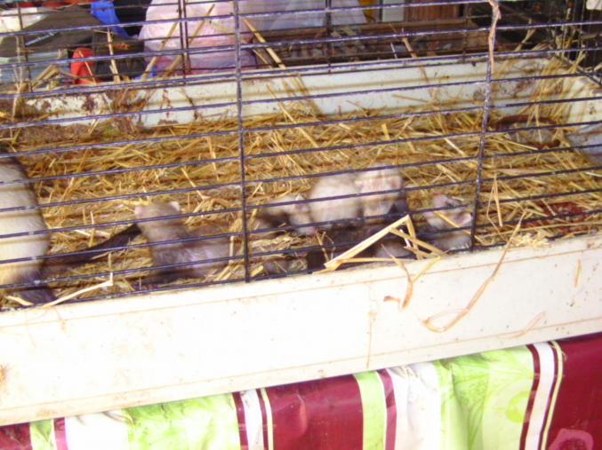 Jeune furets albinos femmelle