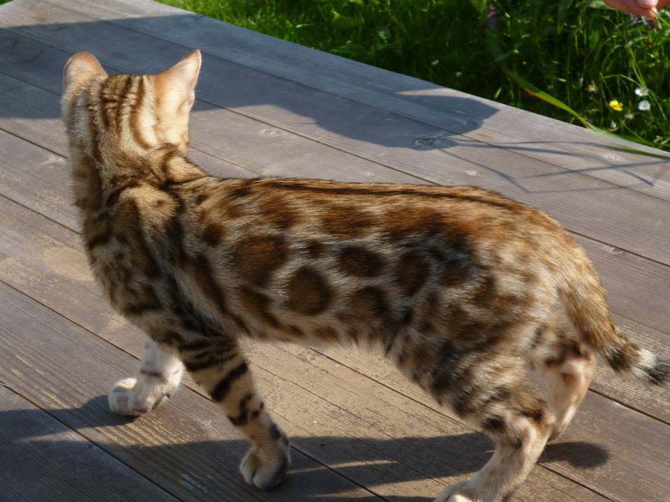 Chaton bengal LOOF