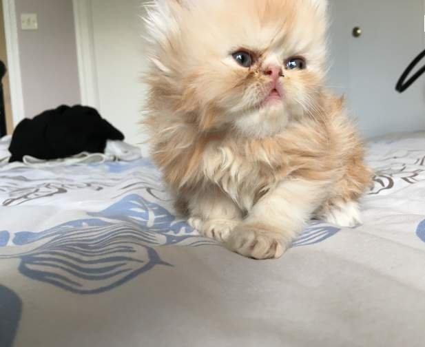  Jolis Chatons Vermifugiés De Type Persan Non Lof