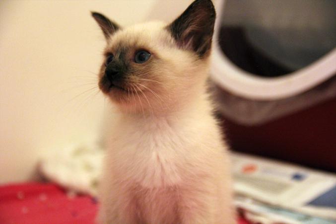 Vend chatons type Siamois / Sacré de Birmanie - Seal Point