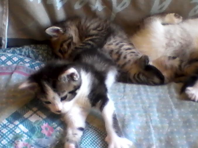 DONNE ADORABLES CHATONS