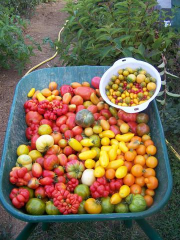 Plants de légumes, fleurs et aromatiques