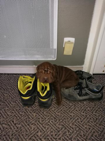 A vendre 6 chiots d'apparence shar pei