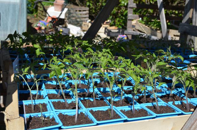 Plants de légumes, fleurs et aromatiques