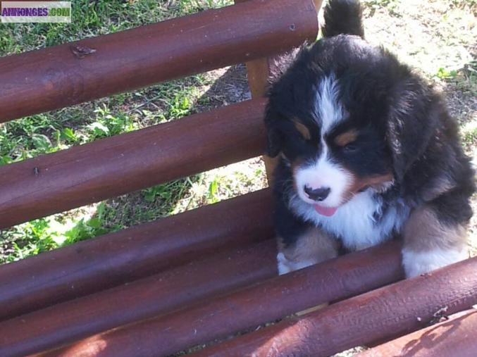 Chiots bouviers bernois lof