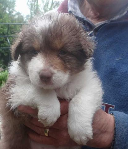 Chiots berger australien prete24juillet