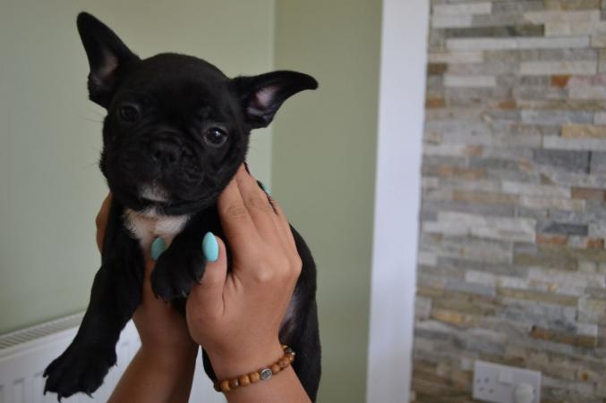 Splendide bouledogue français a adopter