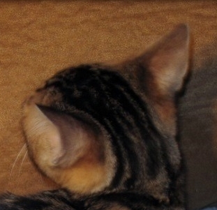 à donner un bengal femelle