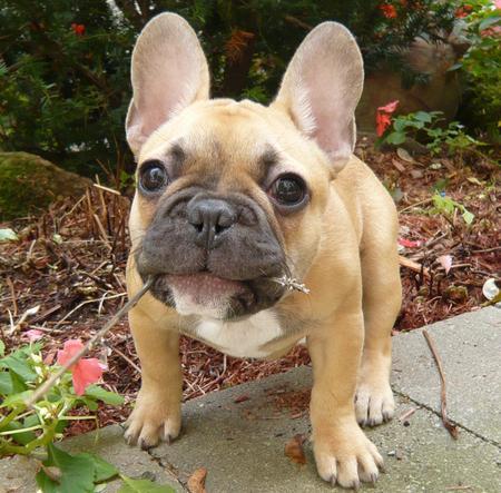 Disponible de suite: chiot bouledogue francais femelle.