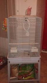 PERROQUET CACATOES ROSALBIN