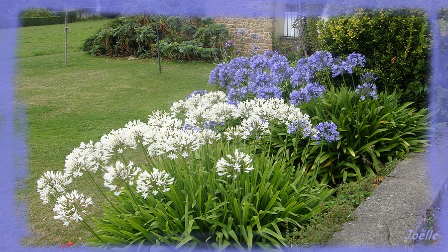 Plants d'agapanthes nleues