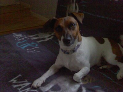 Rechercher jack russel