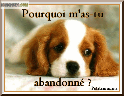 Recherche dons pour animaux