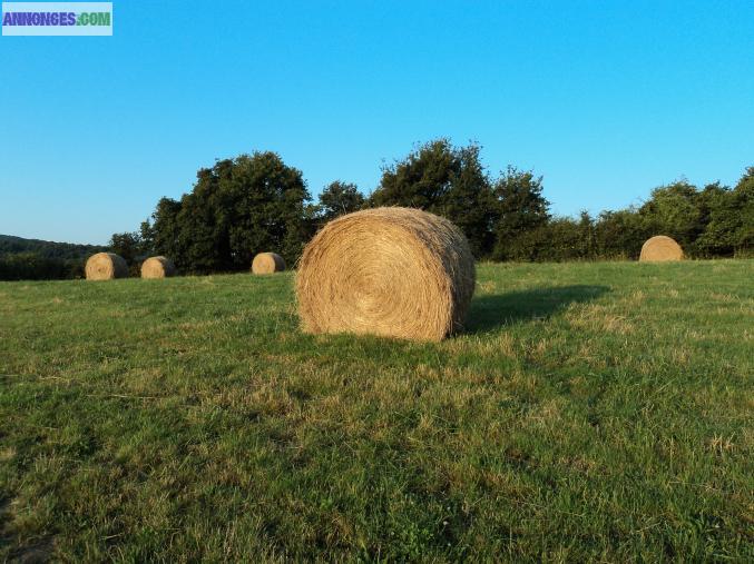 Fourrage de prairie nat