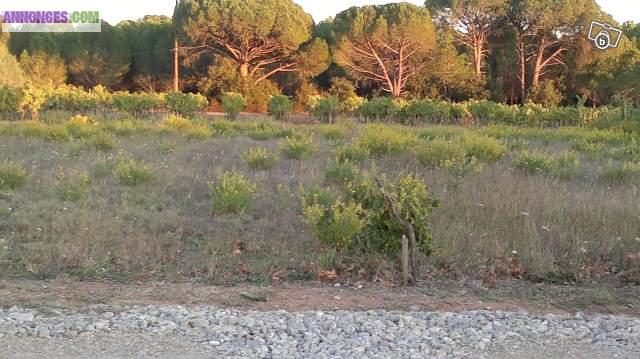 Terrain constructible