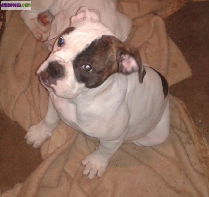 Type bouledogues américain type bully