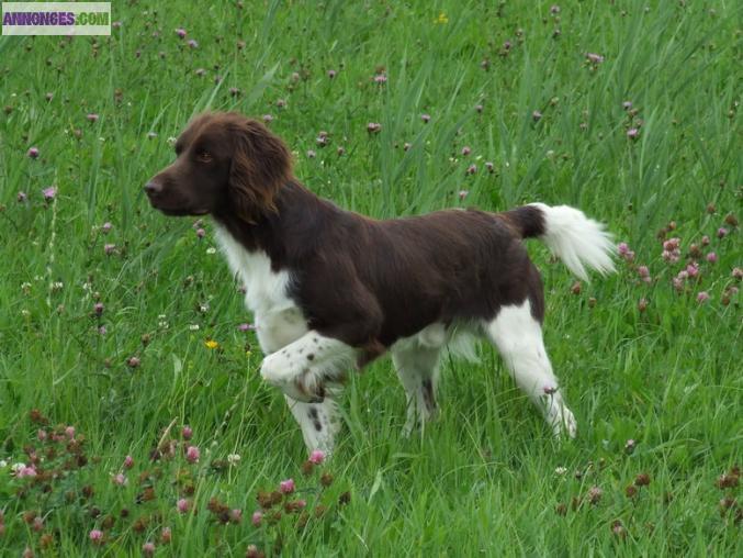 Chiots Petit Epagneul de Munster