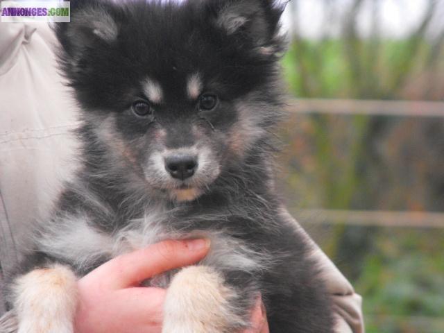 Chiots lapinkoïra (chien finnois de Laponie)