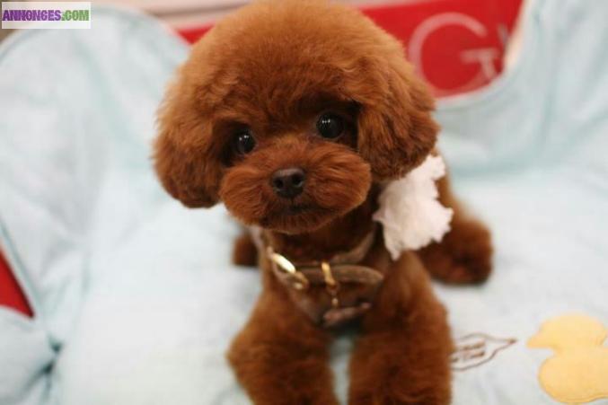 Toilettage canin à domicile