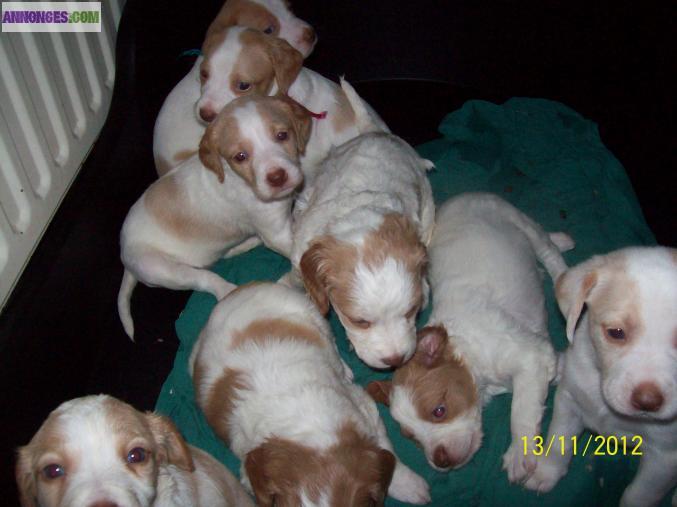 Chiots types epagneul breton