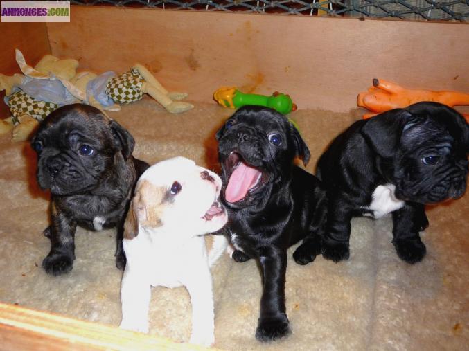 Chiots Bouledogue Francais