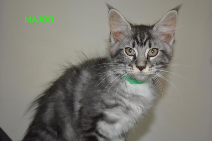 Superbe chaton maine coon