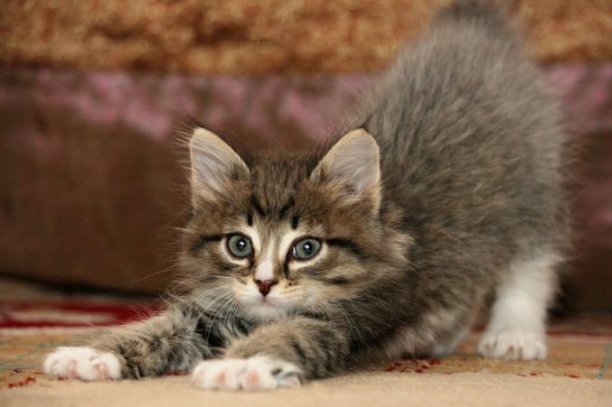 Propose travaux de bricolage et de jardinage